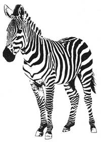 Stempel Zebra
