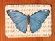 Magnet Butterflies 18 Magnet Butterflies 18