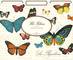 File Folders Butterflies 3er Set File Folders Butterflies 3er Set