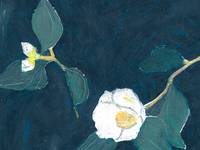 Akiko Naito postcard - white camellia Akiko Naito postcard - white camellia
