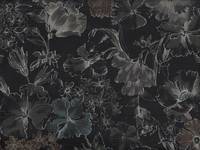 Gentle flower black Gentle flower black