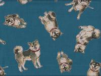 Shiba Inu blau Shiba Inu blau