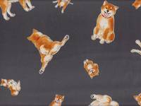 Shiba Inu dunkelgrau Shiba Inu dunkelgrau