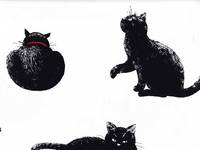 Katzen groß weiß Katzen groß weiß