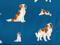 Kooikerhondje blau Kooikerhondje blau