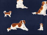 Kooikerhondje navy Kooikerhondje navy