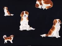 Kooikerhondje schwarz Kooikerhondje schwarz