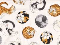 Resting Cats nature Resting Cats nature