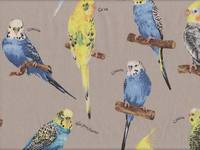 Parakeet gray Parakeet gray