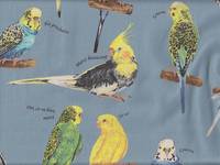 Parakeet light blue Parakeet light blue