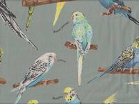 Parakeet light green Parakeet light green