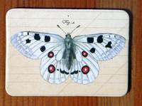 Magnet Butterflies 04