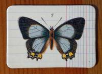 Magnet Butterflies 07