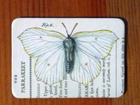 Magnet Butterflies 08 Magnet Butterflies 08