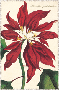 Christmas Glitter Grettings Christmas Botanica Christmas Glitter Grettings Christmas Botanica