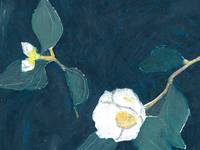 Akiko Naito postcard - white camellia