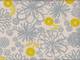Dandelion grau Dandelion grau
