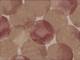 Bubbles terracotta Bubbles terracotta