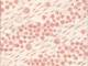Vogel & Blumen creme double gauze Vogel & Blumen creme double gauze