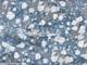 Cotton+Steel Kasumisou Sky Cotton+Steel Kasumisou Sky
