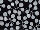 Knospen schwarz Knospen schwarz
