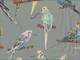 Parakeet light green Parakeet light green