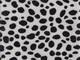 Fabric Sticker Safari dalmatian A4