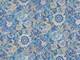 Blumenmeer blau Blumenmeer blau
