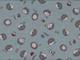 Igel & Pilze hellblau Igel & Pilze hellblau