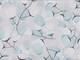 Calice flower blue Calice flower blue
