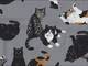 Katzen grau Katzen grau