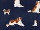 Kooikerhondje navy Kooikerhondje navy