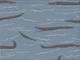 Krokodil hellblau Krokodil hellblau