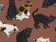 Katzen kupfer Katzen kupfer