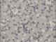 Wachstuch Moon & Stars gray Wachstuch Moon & Stars gray