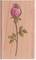 Stempel Rose Stempel Rose