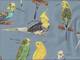 Parakeet light blue Parakeet light blue