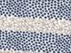 Pinguin Jersey blau Pinguin Jersey blau