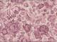 Rosen pink Rosen pink