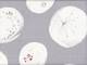 Cotton flower lavender Cotton flower lavender