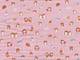 Otter rosa double gauze Otter rosa double gauze