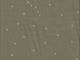 Starry khaki double gauze Starry khaki double gauze