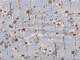 Fiore hellblau Fiore hellblau