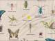 Wachstuch Insect Encyclopedia II natur Wachstuch Insect Encyclopedia II natur