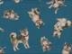 Shiba Inu blau Shiba Inu blau