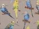 Parakeet gray Parakeet gray