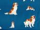 Kooikerhondje blau Kooikerhondje blau