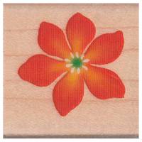 Stempel Blüte Stempel Blüte