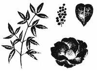 Stempelset Kamelie Stempelset Kamelie