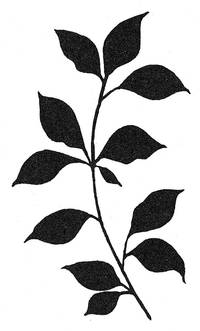 Stempel Zweig Stempel Zweig